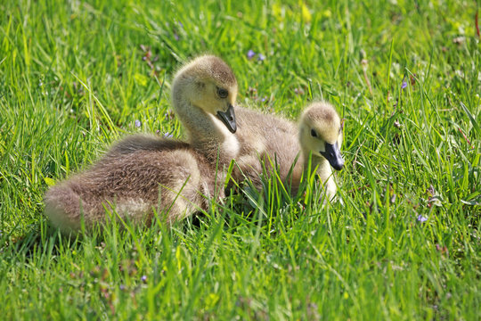 baby geese  resting in green grass waiting for mama to come