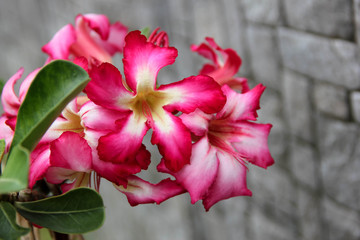 Bright pink flower with white middle and five petals on grey wall background