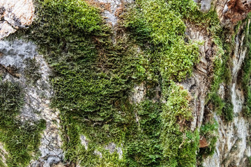 Moss texture. Moss background. Green moss on grunge texture, background