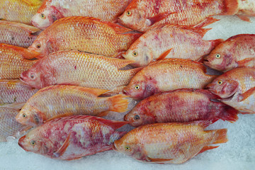 Fresh fish laying on ice