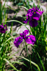 fresh purple irises flowers
