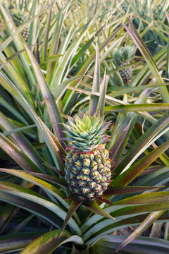 Pineapple field in sunlight