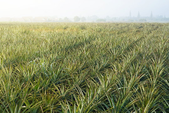 Pineapple field in fog