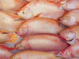 Fresh tilapia fish laying on ice on local Thai market  
