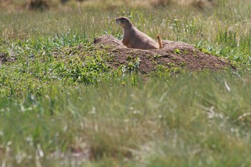 Prairie Dog on Guard