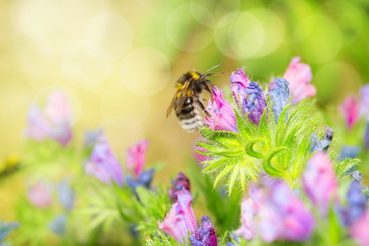 Wildbiene oder Hummel auf Natternkopf (Echium)
