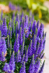 Obraz premium Lavender Flowers in garden