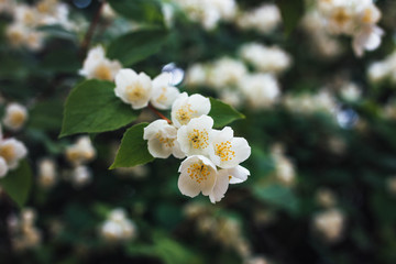 Fototapeta premium Flowering jasmine in the garden