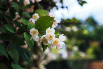 Obraz premium Flowering jasmine in the garden