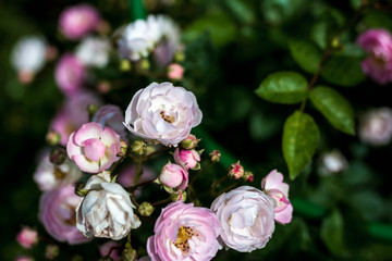 Obraz na płótnie Canvas blooming pink roses in summer garden