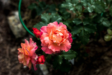 Orange rose in garden