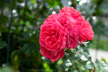 blooming red roses in summer garden