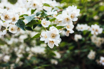 Flowering jasmine in the garden