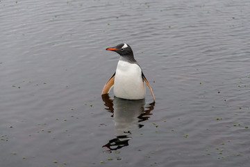 Gentoo penguin in water