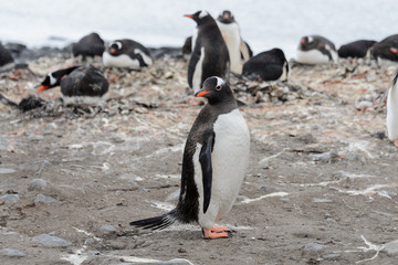 Naklejka premium Gentoo penguin on beach