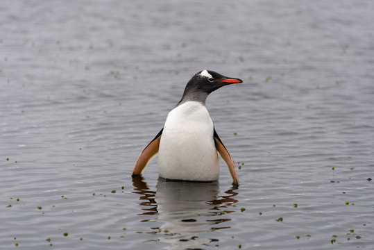 Gentoo penguin in water