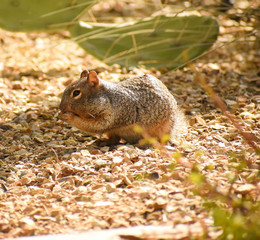 squirrel