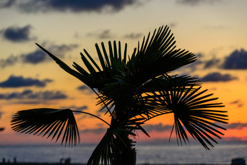 Silhouette of Sabal palmetto leaves against sunset sky