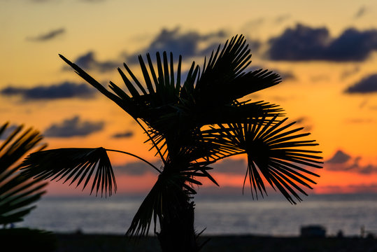 Silhouette of Sabal palmetto leaves against sunset sky