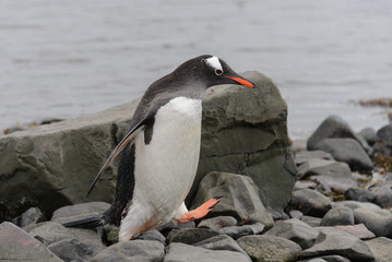 Gentoo penguin on beach