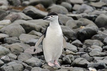 Chinstrap penguin on the beach