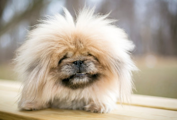 A fuzzy purebred Pekingese dog
