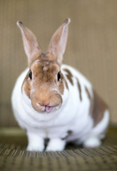 Funny portrait of a red and white Rex domesticated rabbit sticking its tongue out