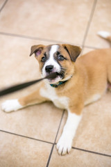 A puppy playing a game of tug with its leash