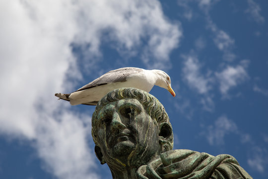 seagull on Ceaser statue rome