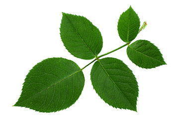 Fototapeta na wymiar Green rose leaf closeup