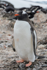 Naklejka premium Gentoo penguin going on beach