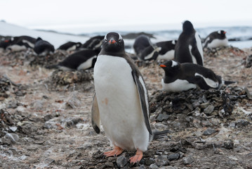 Obraz premium Gentoo penguin going on beach