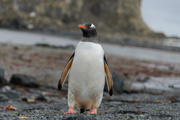 Gentoo penguin going on beach