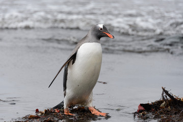 Gentoo penguin going on beach