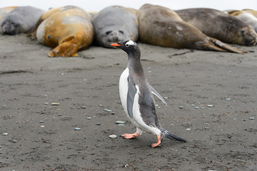 Gentoo penguin going on beach