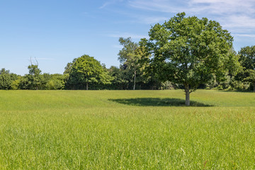 A tree in a grassy field on a sunny summer's day