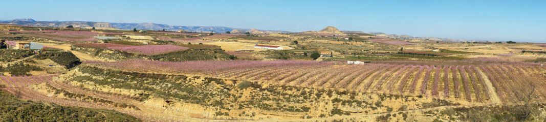 Flowering field of peach trees in Lleida