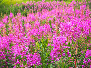 Ivan-tea, kiprei, epilobium, herbal tea on the field, close-up