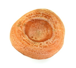 Forest mushroom. Lactarius deliciosus (Saffron milk cap)