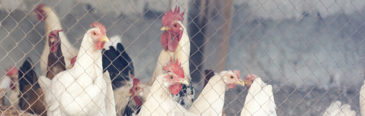 chickens in the coop. Toned Image. © Golib Tolibov