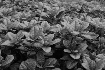 Rhododendren im Sommer