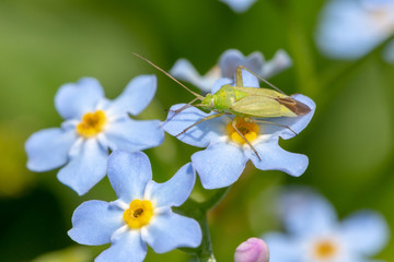 Flower and Capsid