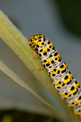Vertical Mullein macro