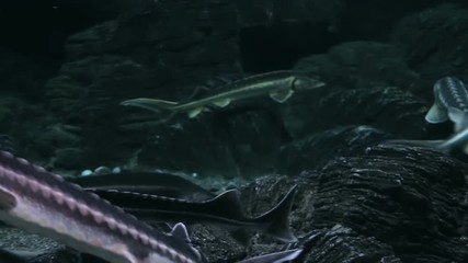 Fish Life In Urban Aquarium - Sturgeon Fishes. Panoramic view at a variety of fishes belonging to the family Acipenseridae / Sturgeon, through glass of a big urban aquarium.