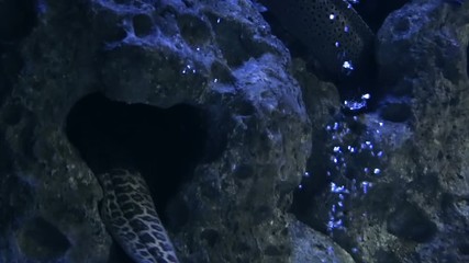 Marine Life In Urban Aquarium - Moray Eels. Panoramic view with vertical movement at rocky underwater seascape with moray eels - through glass of a big aquarium.