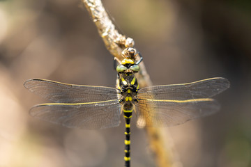 Golden- ringed Dragonflies lunch