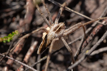 Nursery Web Spider with egg