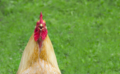 on a green background red-haired cock full-face muzzle beak comb red scream crow-wakes alarm clock...