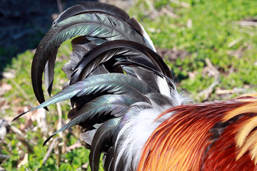 detail of rooster tail feathers © Ralph
