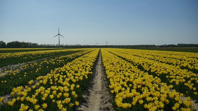Campo di tulipani gialli in Olanda